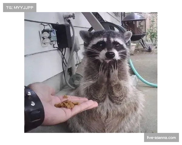 趣味一幕：球场闯入一只浣熊，比赛中断十分钟